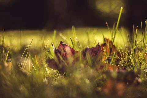 Autumn maple leaf in the grass. Фото