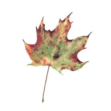 Autumn maple leaf green, yellow, red and golden coloured and long stem. Han.. 库存插图