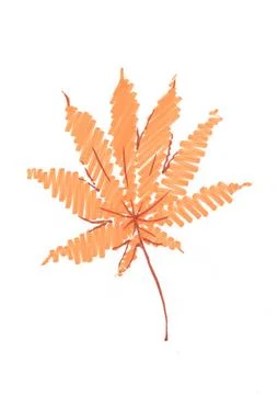 Autumn maple leaf, hand-drawn with a felt-tip pen on a white background Stock Illustration