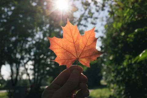 Autumn maple leaf in hand Stock Photos