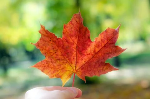 Autumn maple leaf in hand Stock Photos