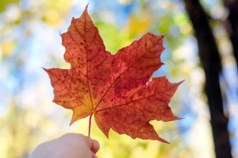 Autumn maple leaf in hand Stock Photos