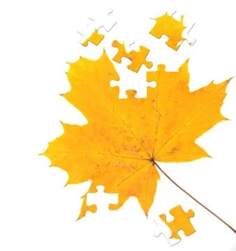 Autumn maple leaf Stock Illustration