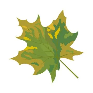 Autumn Maple Leaf Stock Illustration