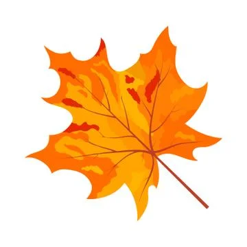 Autumn Maple Leaf 库存插图