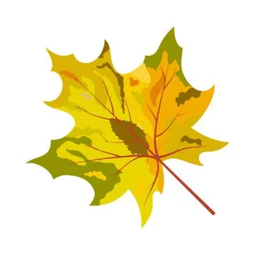 Autumn Maple Leaf イラスト素材