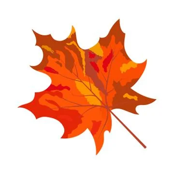 Autumn Maple Leaf イラスト素材