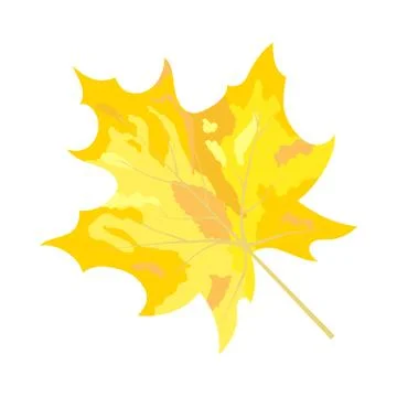 Autumn Maple Leaf イラスト素材