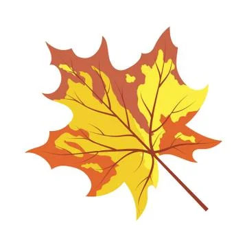 Autumn Maple Leaf イラスト素材