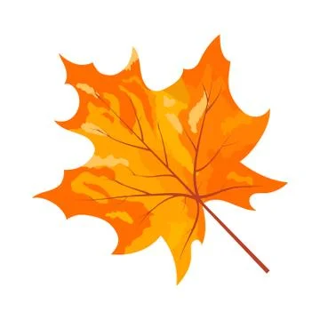 Autumn Maple Leaf 스톡 일러스트