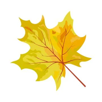 Autumn Maple Leaf イラスト素材