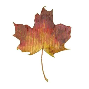 Autumn maple leaf. Stock Illustration