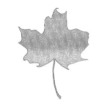 Autumn maple leaf. Illustrazione stock