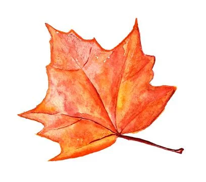 Autumn maple leaf Stock Illustration