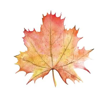 Autumn Maple Leaf Stock Illustration