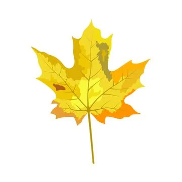 Autumn Maple Leaf Stock Illustration