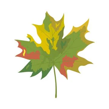 Autumn Maple Leaf Illustrazione stock