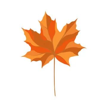 Autumn Maple Leaf Stock Illustration