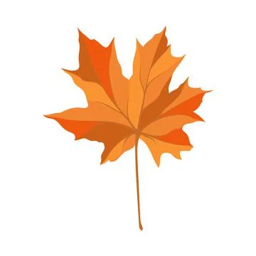 Autumn Maple Leaf Stock Illustration