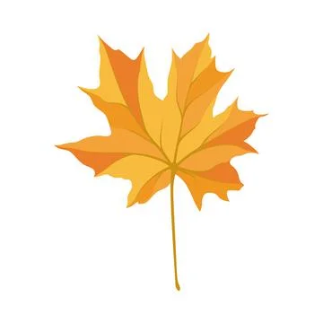 Autumn Maple Leaf Stock Illustration