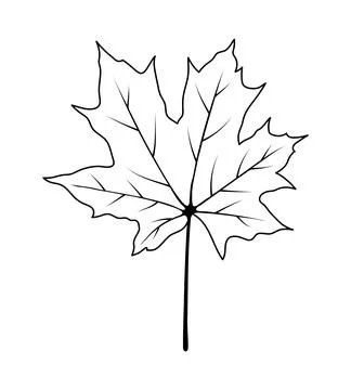 Autumn Maple Leaf Stock Illustration