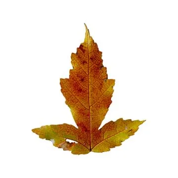 Autumn maple leaf, isolate on white background Foto stock