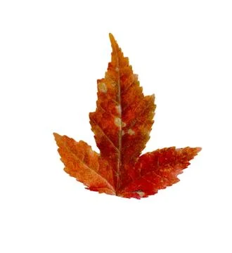 Autumn maple leaf, isolate on white background Stock Photos