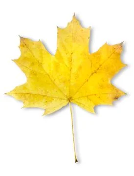 Autumn maple leaf isolated Foto stock