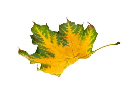 Autumn. maple leaf isolated Photos