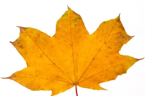 Autumn maple leaf isolated 스톡 사진