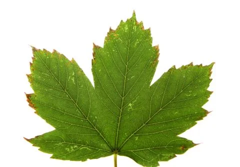 Autumn maple leaf isolated Fotos de archivo