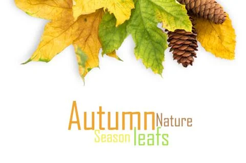 Autumn maple leaf isolated on white background Stockillustratie