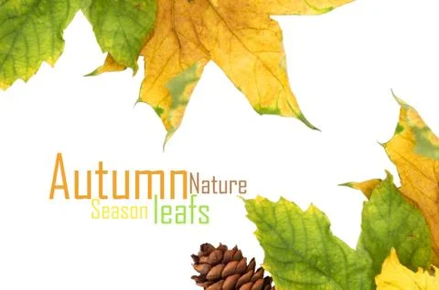 Autumn maple leaf isolated on white background 스톡 일러스트