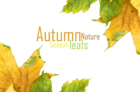 Autumn maple leaf isolated on white background Illustrazione stock