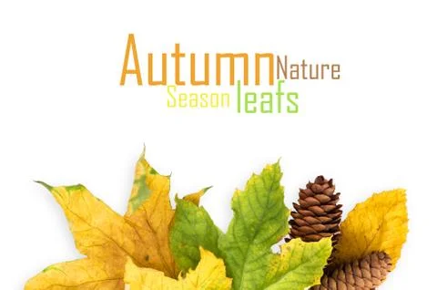 Autumn maple leaf isolated on white background Illustrazione stock