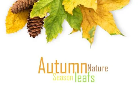 Autumn maple leaf isolated on white background 스톡 일러스트