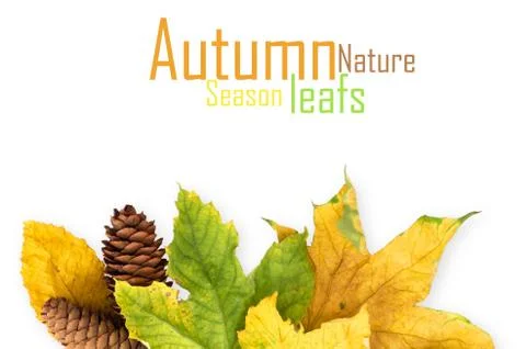 Autumn maple leaf isolated on white background Stock Illustration