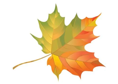 Autumn maple leaf isolated on white background. Vector Illustration Stock Illustration