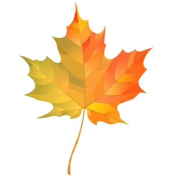 Autumn maple leaf isolated on white background. Vector Illustration Stock Illustration