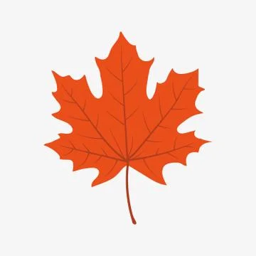 Autumn maple leaf isolated on a white background. Vector illustration. Stock Illustration
