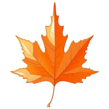 Autumn maple leaf isolated on white background Stock Illustration
