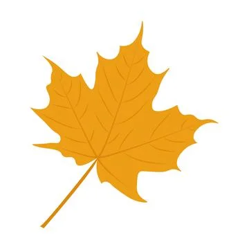 Autumn maple leaf isolated on a white background Stock Illustration
