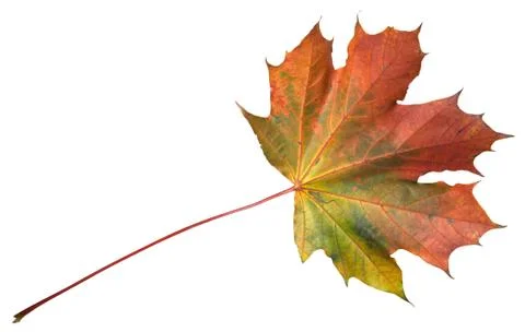 Autumn maple leaf isolated on white Stock Photos