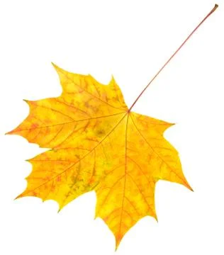 Autumn maple leaf isolated on white Stock Photos
