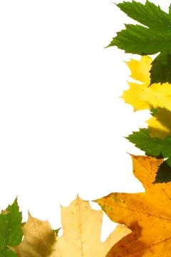 Autumn maple leaf isolated on white background Stock Photos