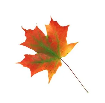 Autumn maple leaf isolated on a white background Foto stock