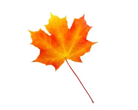 Autumn maple leaf isolated on white background Foto stock