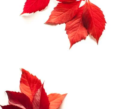 Autumn maple leaf isolated on white background Stock Photos