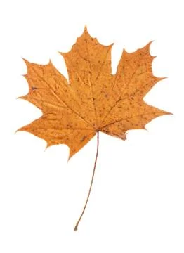 Autumn maple leaf isolated on white background Stock Photos