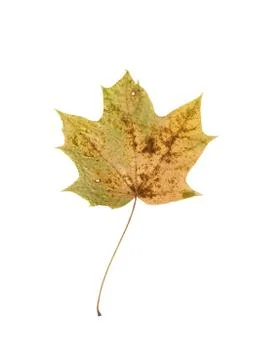 Autumn maple leaf isolated on white background Stock Photos